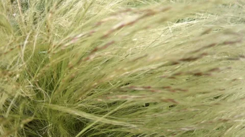 4k close up grassy corn plant structure in the wind Stock Footage 39725119