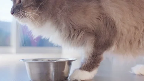 4k Close up gray cat drinks water from a bowl at home Stock Footage 252295920