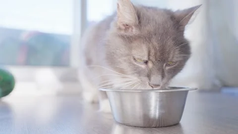 4k Close up gray cat drinks water from a bowl at home Stock Footage 256081644