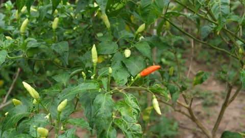 4K Close up green chilli pepper plant in organic farm outdoor Video stock 139755291