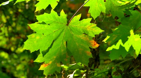 4K Close Up of Green Maple Leaf, Maple Tree in National Park, Canadian Symbol Stock Footage 68783811