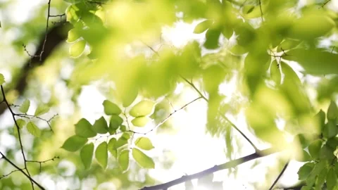 4K Close Up Green Tree Leaves Sunlight Bokeh Forest Background 库存影片 339268362