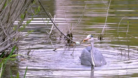 4K Close-Up of Grey Heron Catching and Eating Fish in River Stock Footage 332499603