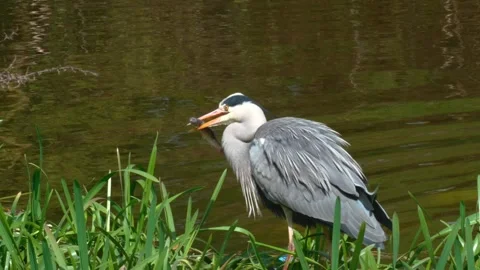 4K Close-Up of Grey Heron Eating Large Fish in River 스톡 동영상 332499604