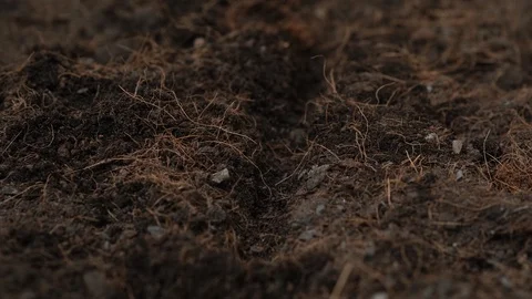 4k close up hand drop red bean seed into soil for cultivation Stock Footage 125895907