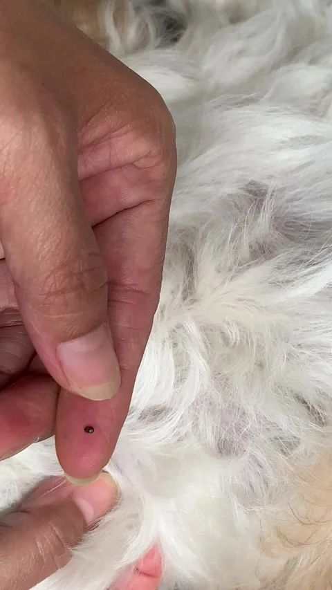 4K Close Up Hands Finding And Removing Flea From Shih Tzu Skin 库存影片 344028852