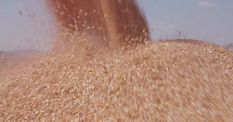 4K Close-up of harvested corn being transferred into grain trucks Stock Footage 64695251