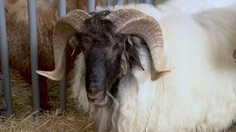 4K close-up head of a ram chewing hey Stock Footage 95866798