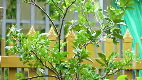 4K Close-Up of Heavy Rain Falling on Green Leaves in a Tropical Garden. Stock Footage 316385580