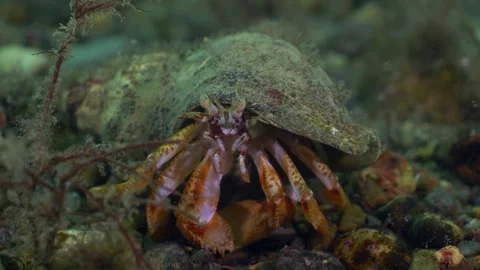 4K close up of a hermit crab (Pagurus bernhardus) off the Welsh coastline Stock Footage 252023697