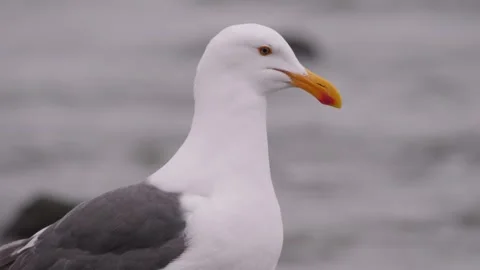 4K Close Up of a Herring Gull with Yellow Bill and Red Spot Video stock 327409699