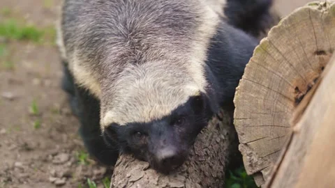 4K Close-Up Honey Badger Scratching Against Tree Trunk - Wildlife Behavior Stock Footage 330500702