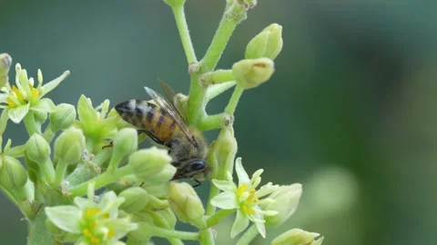 4K close up of a honey bee transferring pollen while visiting Hass avocado flowe 動画素材 348150137