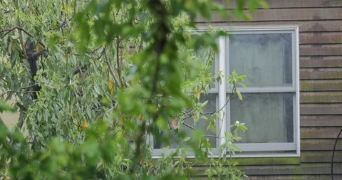 4K CLOSE UP OF HOUSE WINDOW IN THE RAIN WITH RACK FOCUS TO TREE Stock Footage 131128109