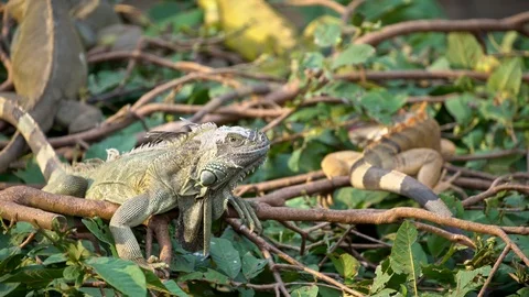 4K Close up of a huge Green Iguana is standing and resting on branch of tree-Dan Stock Footage 97745836
