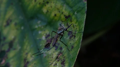 4K Close up to the huge mosquito on leaf Stock Footage
