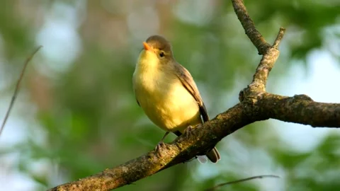 4K Close up Icterine warbler on a tree, sunny day in a shadow Video stock 219882985