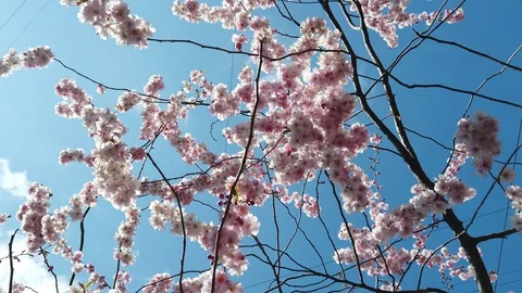 4k close up image of blossom sakura on a blue sky, spring bloom, freshness Stock Footage 129873320