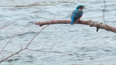 4K Close-Up of a Kingfisher Eating a Fish on a Branch Above a River Stock Footage 343937520