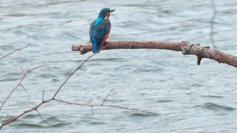 4K Close-Up of a Kingfisher Eating a Fish on a Branch Above a River Stock Footage 343937525