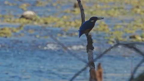 4K Close-Up of Kingfisher Eating a Fish While Perched Above a River Vídeos de archivo 345266513