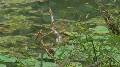 4K Close-Up of Kingfisher Eating a Fish While Perched Above a River Stock Footage 345266515