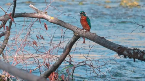 4K Close-Up of Kingfisher Eating a Fish While Perched Above a River Stock Footage 345266517