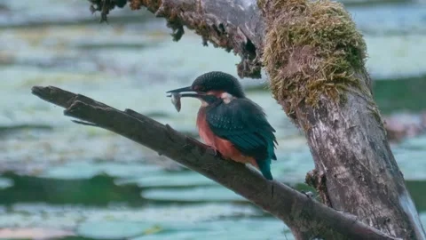 4K Close-Up of Kingfisher Eating a Fish While Perched Above a River Stock Footage 345266520