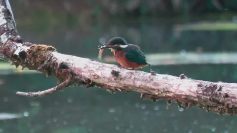 4K Close-Up of Kingfisher Eating a Fish While Perched Above a River Stock Footage 345266522