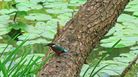 4K Close-Up of Kingfisher Eating a Fish While Perched Above a River Stock Footage 345266523