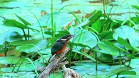 4K Close-Up of Kingfisher Eating a Fish While Perched Above a River Stock Footage 345266528