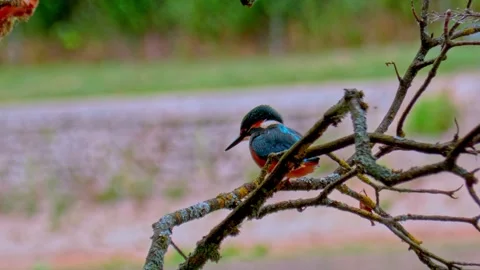 4K Close-Up of Kingfisher Perched on Branch in Summer Stock Footage 313584336