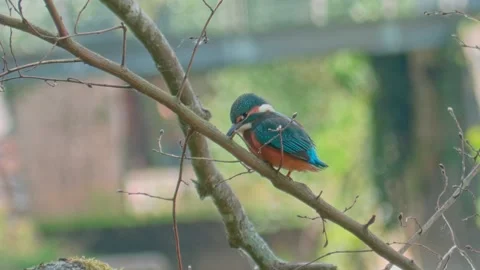 4K Close-Up of Kingfisher Perched on Branch in Summer Stock Footage 313584385