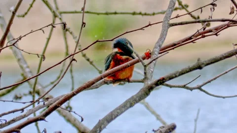 4K Close-Up of Kingfisher Perched on Branch in Summer Stock Footage 313584435