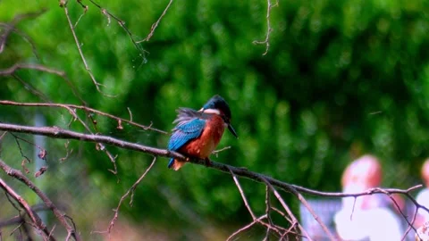 4K Close-Up of Kingfisher Perched on Branch in Summer Stock Footage 313584450