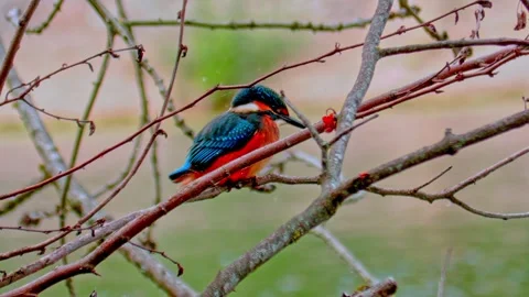 4K Close-Up of Kingfisher Perched on Branch in Summer Stock Footage 313584452
