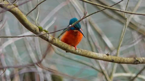 4K Close-Up of Kingfisher Perched on Branch Above River Stock Footage 328365212