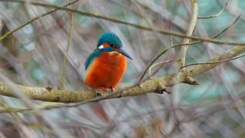 4K Close-Up of Kingfisher Perched on Branch Above River Stock Footage 328365214