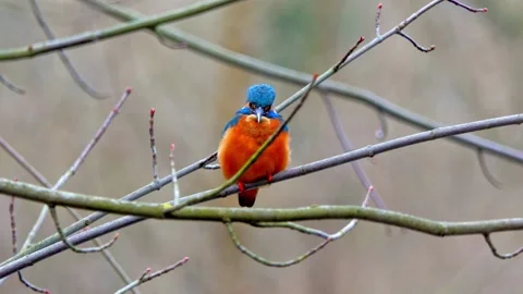4K Close-Up of Kingfisher Perched on Branch Above River Stock Footage 328365215