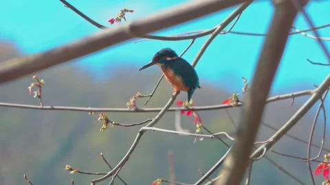 4K Close-Up of Kingfisher Perched on Branch Stock Footage 332498116