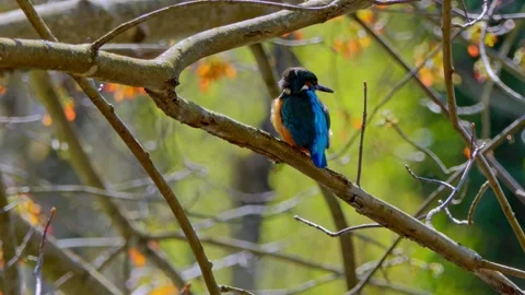 4K Close-Up of Kingfisher Perched on Branch Stock Footage 332498118