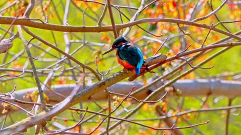 4K Close-Up of Kingfisher Perched on Branch Stock Footage 332498119