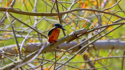4K Close-Up of Kingfisher Perched on Branch Stock Footage 332498120