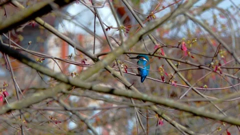 4K Close-Up of Kingfisher Perched on Branch Stock Footage 332498121
