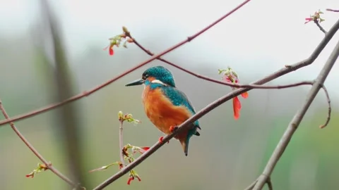 4K Close-Up of Kingfisher Perched on Branch Stock Footage 332499270