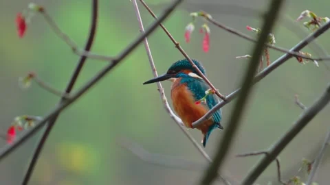4K Close-Up of Kingfisher Perched on Branch Stock Footage 332499279