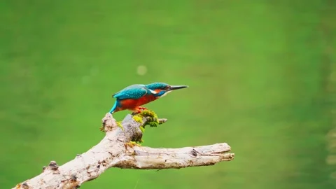 4K Close-Up of Kingfisher Perched on Branch Stock Footage 332506569