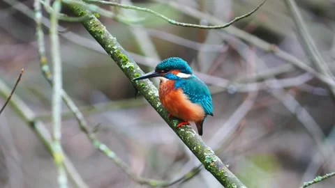 4K Close-Up of Kingfisher Perched on Branch Stock Footage 332506570