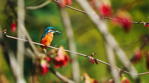4K Close-Up of Kingfisher Perched on Branch Stock Footage 332506572