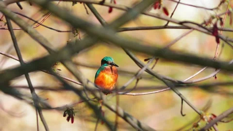 4K Close-Up of Kingfisher Perched on Branch Stock Footage 332506574